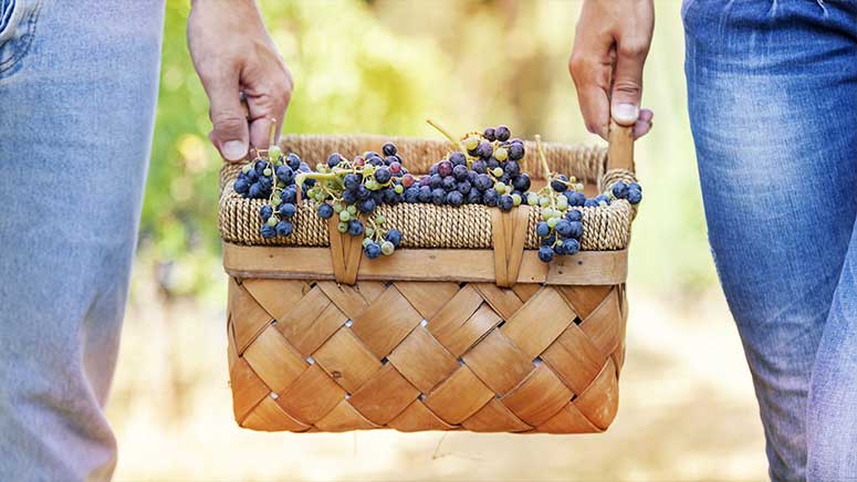 Two hands carrying a grape basket